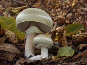 Dünnfleischiger Anischampignon Agaricus Silvicola