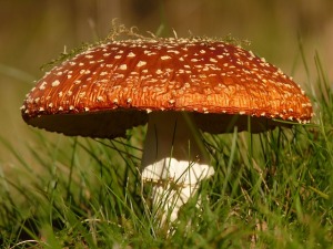 Brauner Fliegenpilz - Amanita regalis