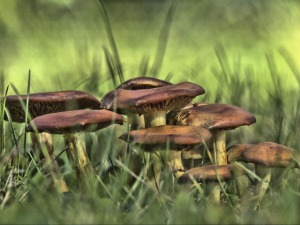 Orangefuchsiger Rauhkopf Cortinarius orellanus