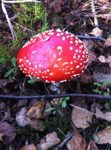 Fliegenpilz im Wald