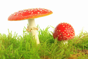 Fliegenpilze (Amanita muscaria)