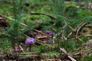 Violetter Lacktrichterling, Laccaria amethystea