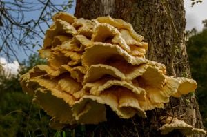 Gemeiner Schwefelporling, Laetiporus sulphureus