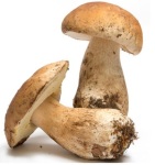Steinpilze - beliebter essbarer Pilz