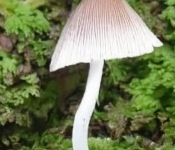 Braunhaariger Tintling, Coprinus auricomus