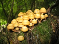 Stockschwämmchen, Kuehneromyces mutabilis