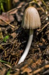 Braunhaariger Tintling, Coprinus auricomus