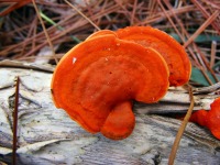 Nördlicher Zinnoberschwamm, Pycnoporus cinnabarinus