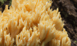 Goldgelbe Koralle Pilz
