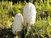 Schopftintling, Coprinus comatus