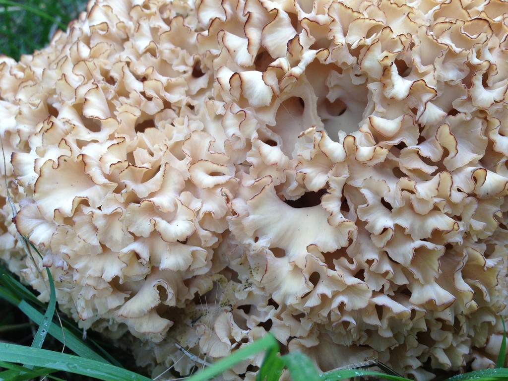 Krause Glucke - essbare Pilze von A bis Z