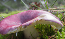 Roter Heringstäubling (Russula xerampelina)